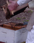 secouer les ouvrières dans la ruche
