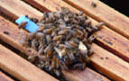 veiller à ce qu'une grappe d'abeilles entoure la reine veiller à ce qu'une grappe d'abeilles entoure la reine