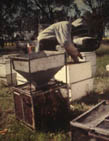 fabrication des paquets d'abeilles en Australie fabrication des paquets d'abeilles en Australie